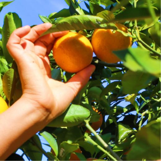 云南大理有机沃柑（连续9年有机认证） 商品图10