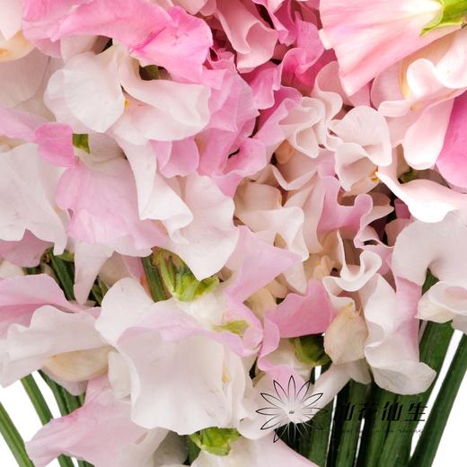 日本花材 | 香豌豆鯉石部 KoiShikibu 商品图2