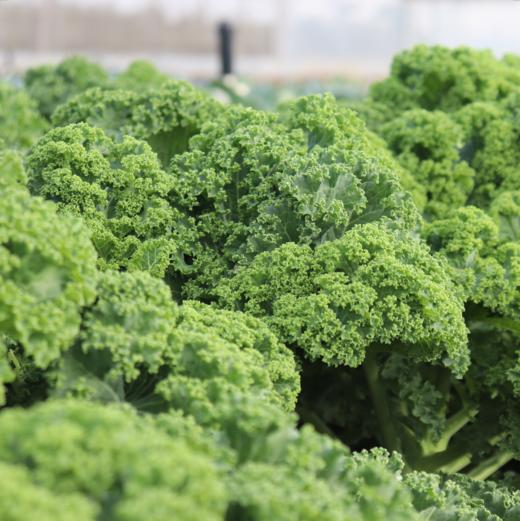 生态羽衣甘蓝 | 绿家自产*Ecological curly kale | In-House Production 商品图0