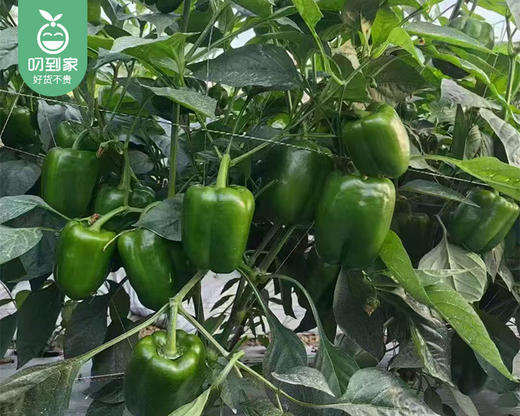 【预售-12月29日配送】良岗山新鲜青甜椒/1份（1kg±50g） 商品图1