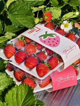 【觅趣小铺·凉山红颜九九草莓-空运】高海拔草莓，零农残承诺，又香又甜，口感十足~