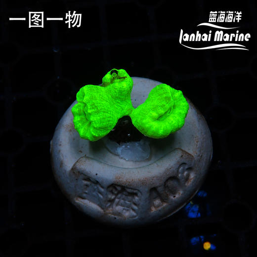 人工荧光绿分枝脑 商品图2