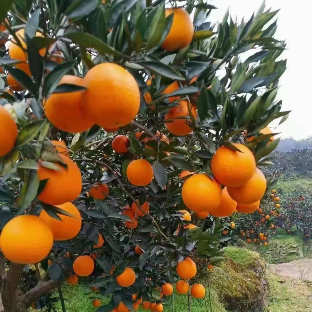 湖北助农巴东纽荷尔脐橙 树上熟甜度高 来自红土地的美味