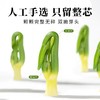 正宗头茬莲子芯200g 嫩绿芽头 茶色鲜亮 清新甘润 商品缩略图1