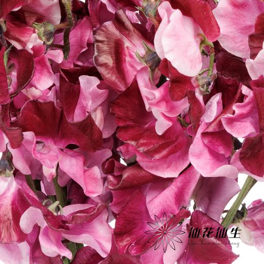 日本花材 | 香豌豆藤原道长 BeniShikibu 商品图2