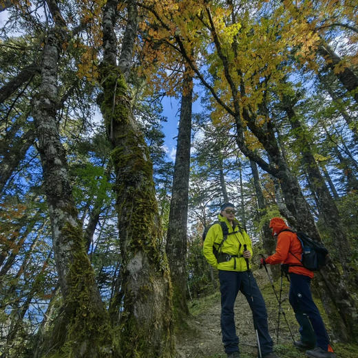 云南 | 香格里拉木鲁村2天1晚，原始森林徒步穿越，露营松茸小木屋自然资源丰富，生态环境良好。是世间难觅的原生态藏族村落！五一端午路线提前预定！ 商品图9
