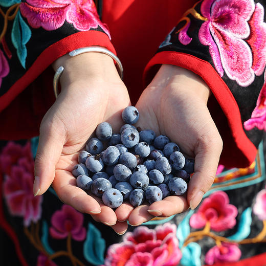 【云南抚仙湖高原蓝莓】一口唤醒味蕾 香甜爽口 果香浓郁 优选好果 甜蜜多汁 商品图1