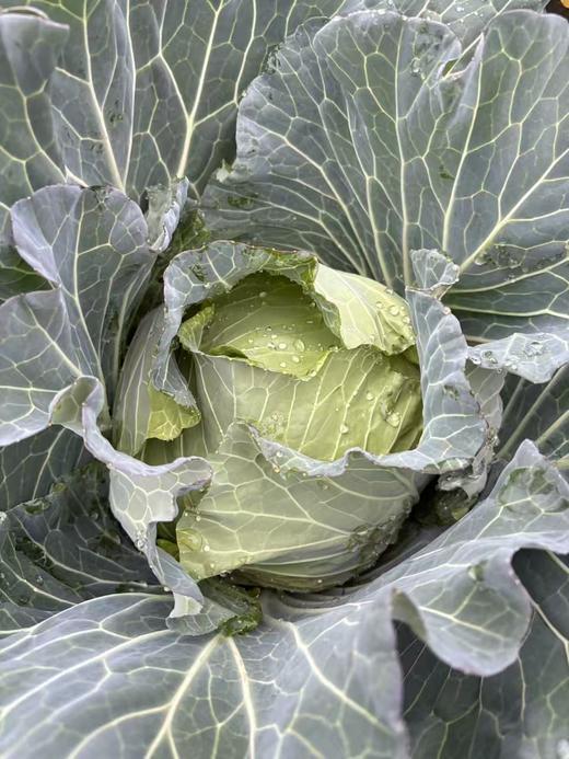 生态包菜 | 绿家自产*Ecological cabbage | In-House Production 商品图1