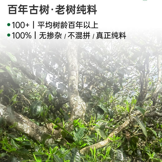 有机生普  5g*12/盒 商品图5