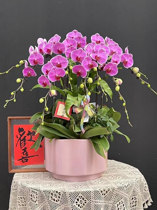 【无与伦比蝴蝶兰】1盆/份 带有1支花剑 带花苞发货 高端大气简单好养活（圆通发货） 商品图1