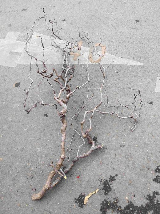 龙枣枝1支 商品图2