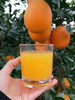 湖北助农巴东纽荷尔脐橙 树上熟甜度高 来自红土地的美味 商品缩略图3