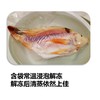志清农场山泉鲷鱼||三去净鱼   ||基地直发 商品缩略图3