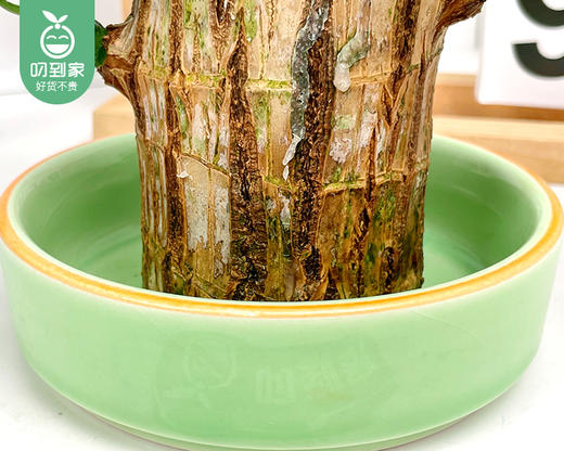 【预售-12月29日配送】「幸运木」水培巴西木盆栽/1盆（带水培盆+赠呆萌格鲁特） 商品图4