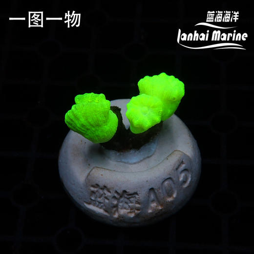 人工荧光绿分枝脑 商品图3