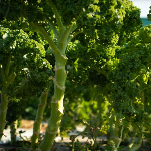 生态羽衣甘蓝 | 绿家自产*Ecological curly kale | In-House Production 商品图2