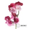 日本花材 | 香豌豆藤原道长 BeniShikibu 商品缩略图1