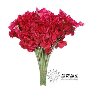 日本花材 | 香豌豆穆吉卡·克莱姆森 MujikaChrimson