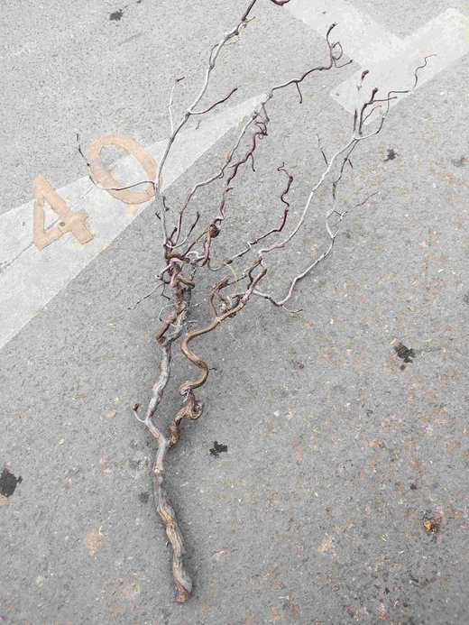 龙枣枝1支 商品图0