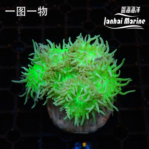 澳州高脚灯琴 商品图2