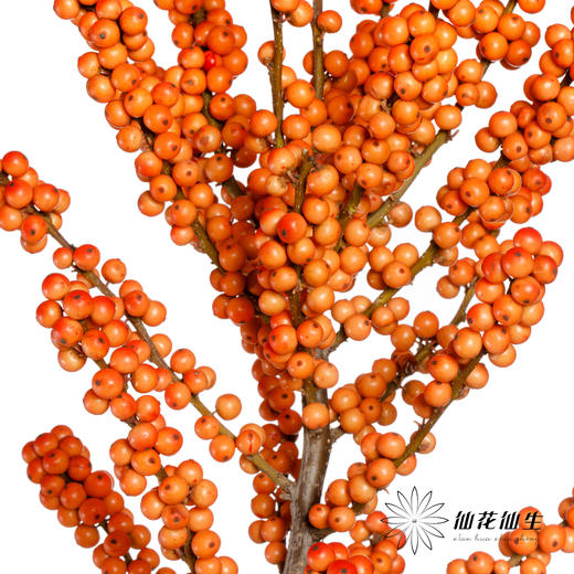 配果 | 天物迷你爱马仕橙色冬青（运输过程中易掉果、压伤,不售后，介意慎拍） 商品图0