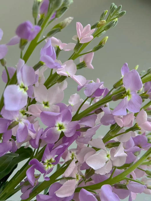 📸自带朦胧滤镜感
🌸花瓣边缘像蝴蝶翅膀一样微微卷起
🦋轻轻颤动的样子仿佛下一秒就要从花束里飞出来✨
💃🏻多了份灵动仙气，一簇簇凑在一起
🌿自带清甜花香 一束20支 商品图2