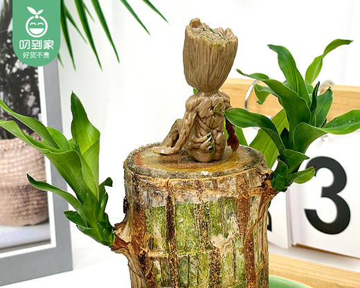 【预售-12月29日配送】「幸运木」水培巴西木盆栽/1盆（带水培盆+赠呆萌格鲁特） 商品图2