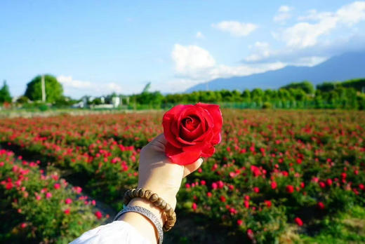 墨红｜玫瑰 商品图2