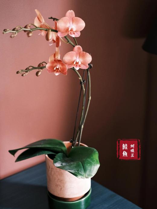 【鲑鱼蝴蝶兰】1盆/份 带有1支花剑 带花苞发货 高端大气简单好养活（圆通发货） 商品图3