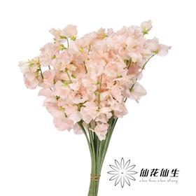 日本花材 | 香豌豆惠  Megumi