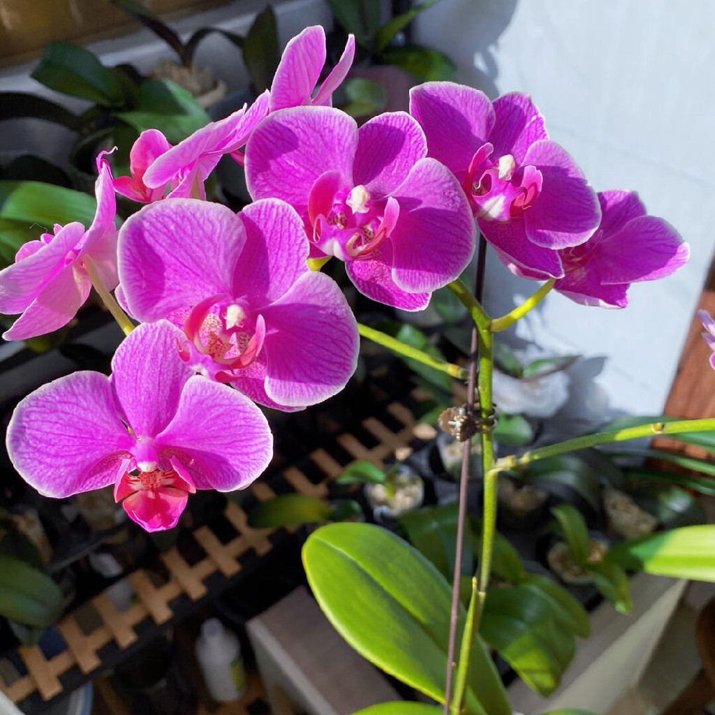 【梦叶罗丽蝴蝶兰】1盆/份 带有1支花剑 带花苞发货 高端大气简单好养活（圆通发货）