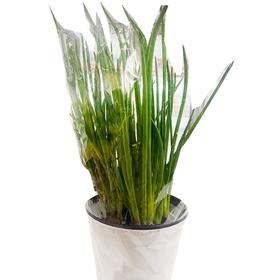 活体香葱（盆）