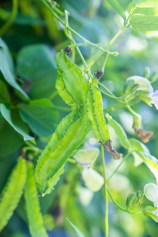 吃海芒芒｜海南四角豆 商品图1
