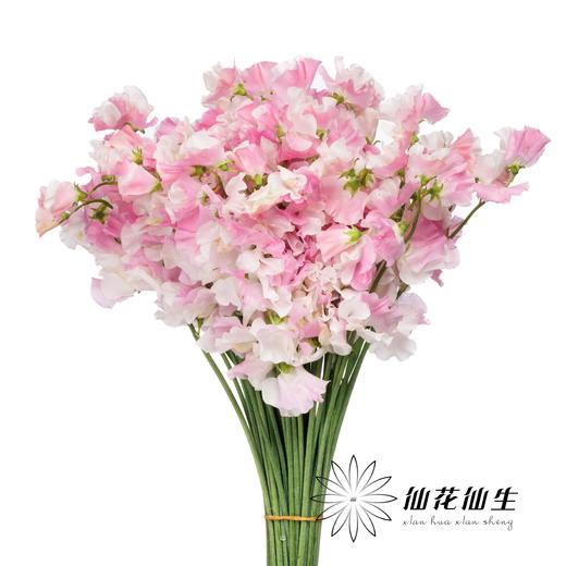 日本花材 | 香豌豆鯉石部 KoiShikibu 商品图0