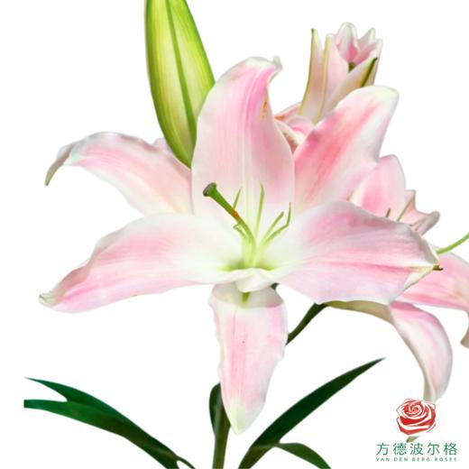 百合-美人鱼 5枝/扎 商品图0