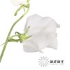 日本花材 | 香豌豆婚礼 Wedding 商品缩略图2