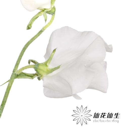 日本花材 | 香豌豆婚礼 Wedding 商品图2