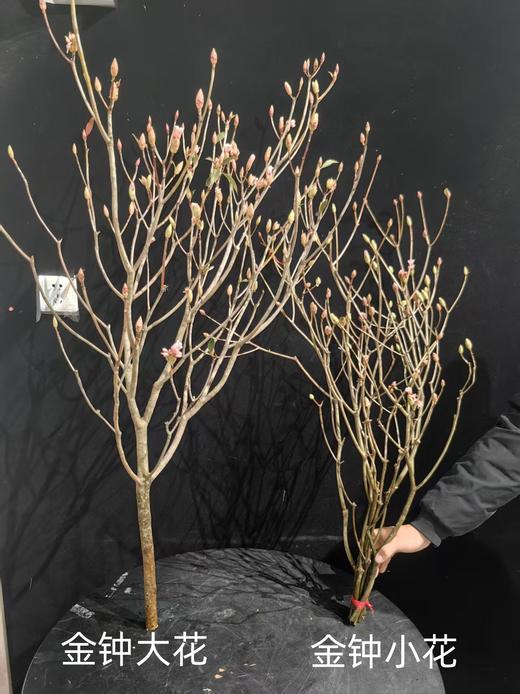 年宵金钟花鲜切花枝条一扎热卖（1-2支） 商品图6