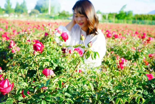 墨红｜玫瑰 商品图3