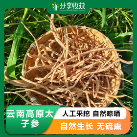 云南高原太子参  | 人工采挖 自然晾晒 | 公平贸易 *Pseudostellaria  heterophylla  in  Yunnan  Plateau