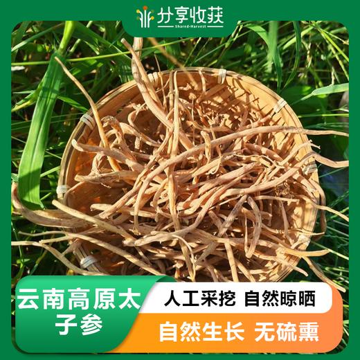 云南高原太子参  | 人工采挖 自然晾晒 | 公平贸易 *Pseudostellaria  heterophylla  in  Yunnan  Plateau 商品图0