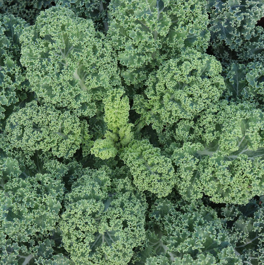 生态羽衣甘蓝 | 绿家自产*Ecological curly kale | In-House Production 商品图1