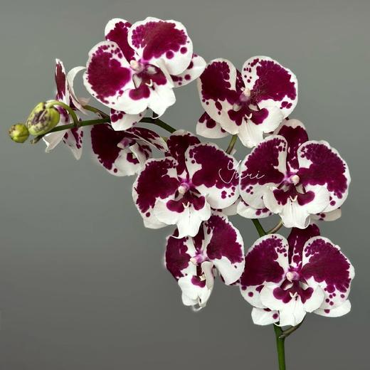 【一千零一夜蝴蝶兰】3寸杯蝴蝶兰1盆/份（育苗盆圆通发货） 商品图0