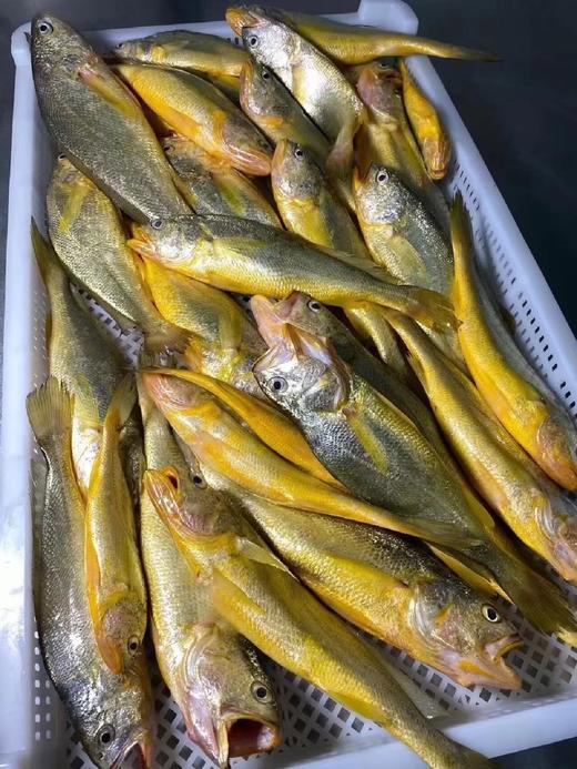 & 新鲜上岸的深海大黄花鱼‼又鲜又嫩👍🏻补脑黄金鱼！【活冻】 商品图5