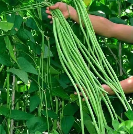 【YC】新鲜豇豆长豆角新鲜农家蔬菜自种当季现摘时令蔬菜 商品图0