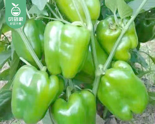 【预售-12月29日配送】良岗山新鲜青甜椒/1份（1kg±50g） 商品图2