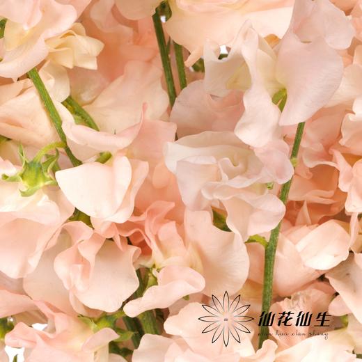 日本花材 | 香豌豆惠  Megumi 商品图2