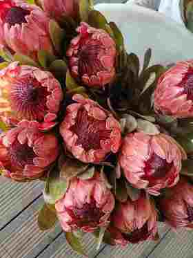 塞尔维亚公主花1支XJ