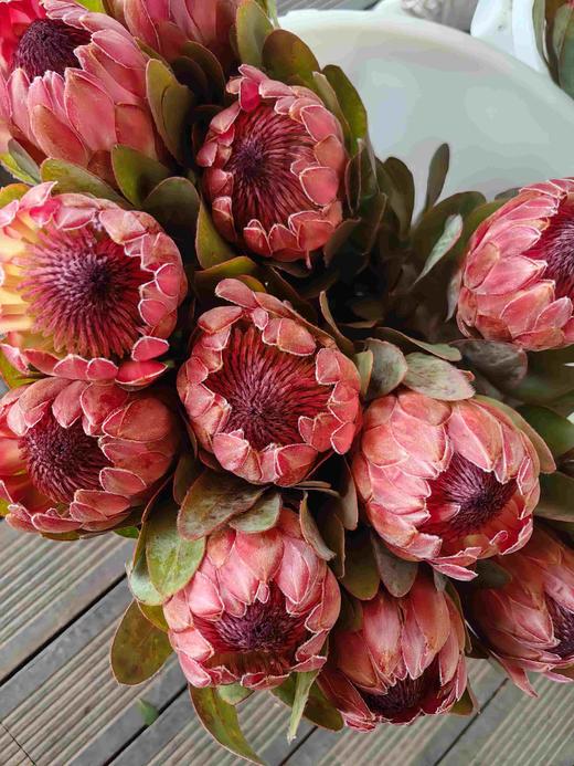 塞尔维亚公主花1支XJ 商品图0