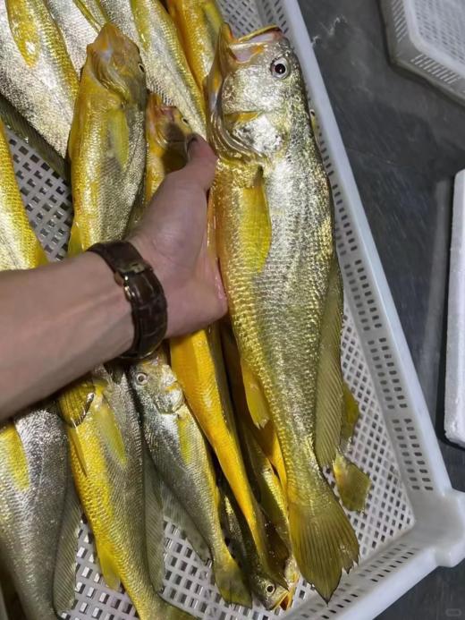 & 新鲜上岸的深海大黄花鱼‼又鲜又嫩👍🏻补脑黄金鱼！【活冻】 商品图9